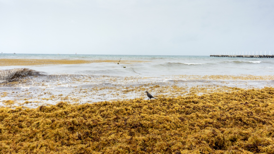 An einem Strand liegen große Mengen abgestorbener Algen – in der Mitte bahnt sich ein Vogel seinen Weg.