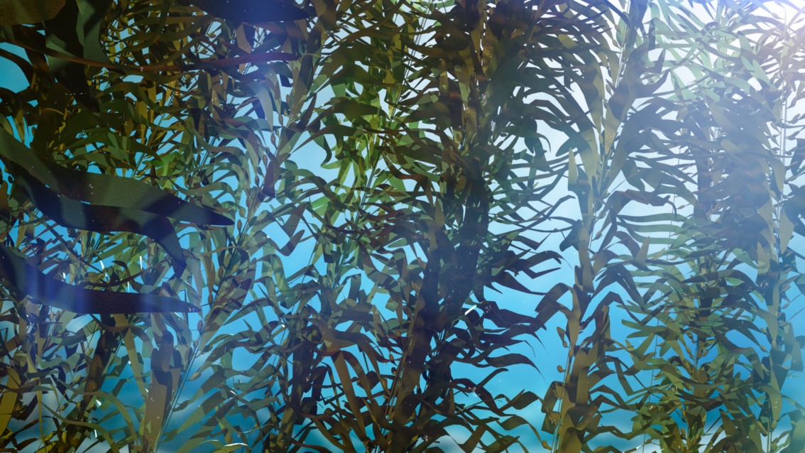 Unter Wasser wachsen dunkelgrüne Pflanzen mit langen Stängeln und dünnen, blattartigen Wedeln lichtwärts.  