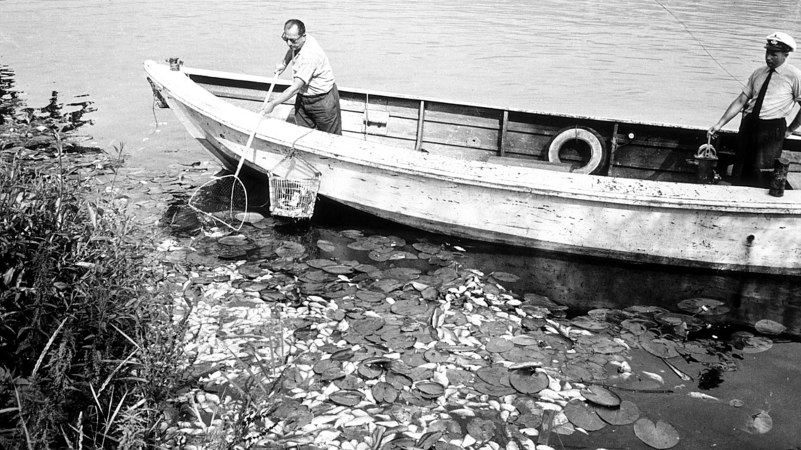 Schwarzweißfoto: An einem Seeufer ein Ruderboot, von dem aus ein Mann, beobachtet von einem im Bootsheck stehenden Polizistenm mit einem Käscher Fischkadaver von der Seeoberfläche abklaubt 