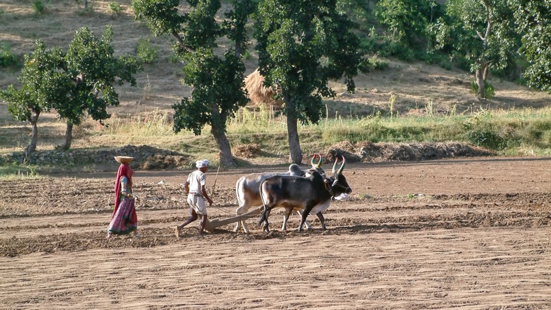 Ein Mann treibt zwei Ochsen mit Pfluggespann über ein sehr trockenes Feld, dahinter streut eine Frau Saatgut in die Erde. 