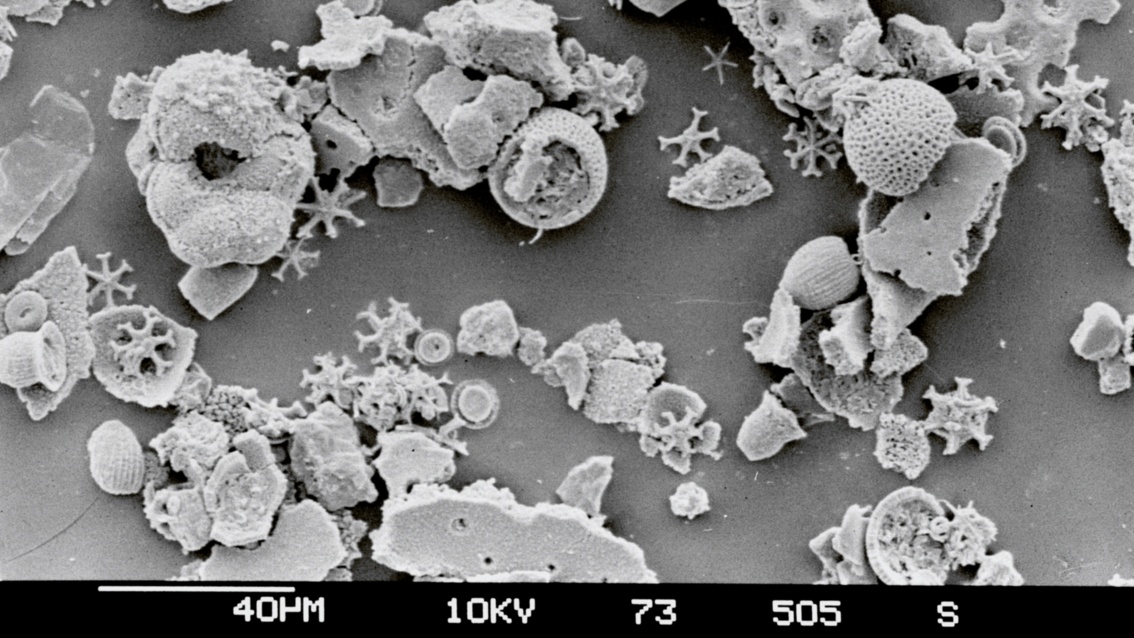 Eine mikroskopische Schwarz-Weiß-Aufnahme zeigt zahlreiche Mikrofossilien mit unterschiedlichen Formen.