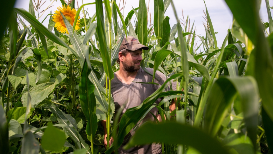  Der Landwirt steht lächelnd inmitten eines Maisfelds – links lugt eine große Sonnenblume durch das dichte Grün.