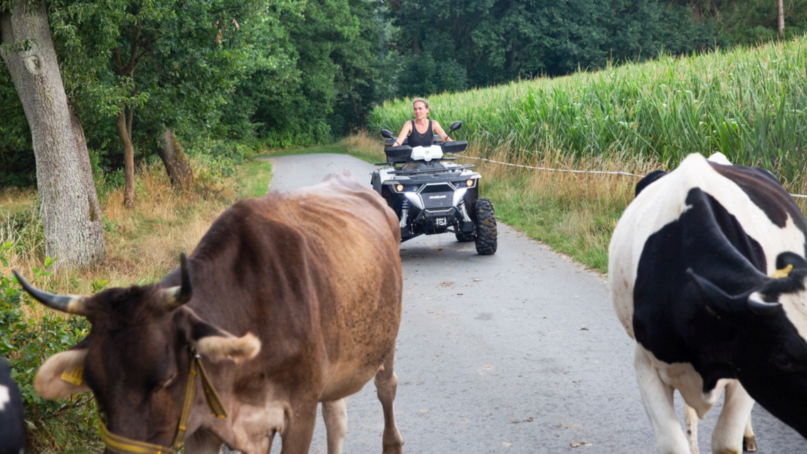 Die Landwirtin treibt einige Kühe mit einem Quad über einen asphaltierten Weg – rechts befindet sich das Maisfeld.