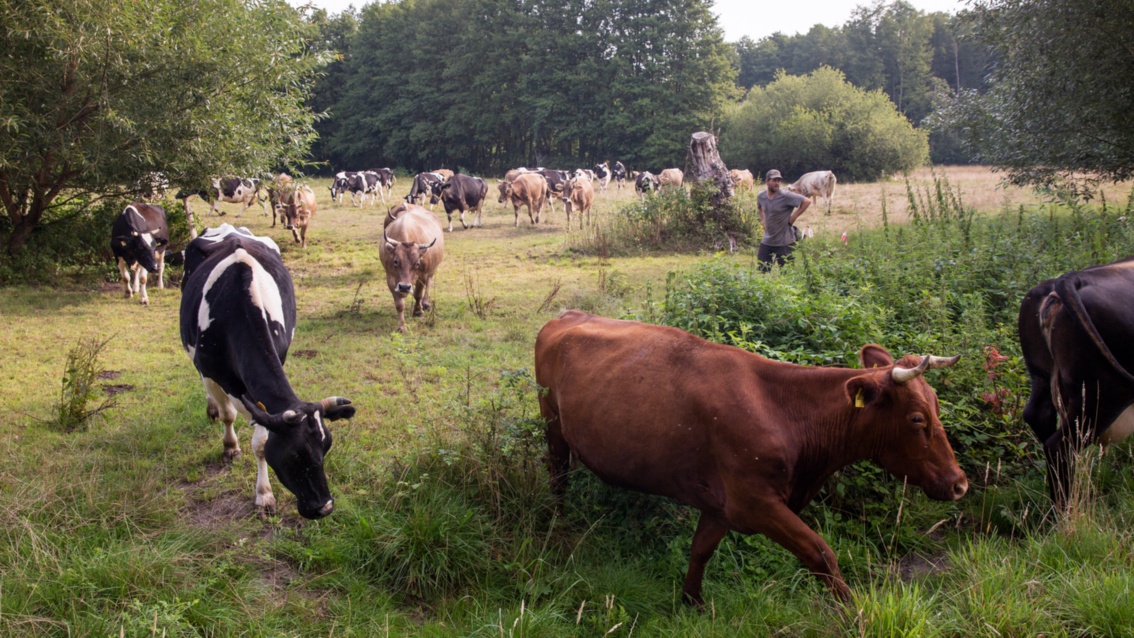 Eine bunt gemischte Kuhherde läuft unter dem wachsamen Blick des Landwirts über eine naturbelassene Weidefläche.