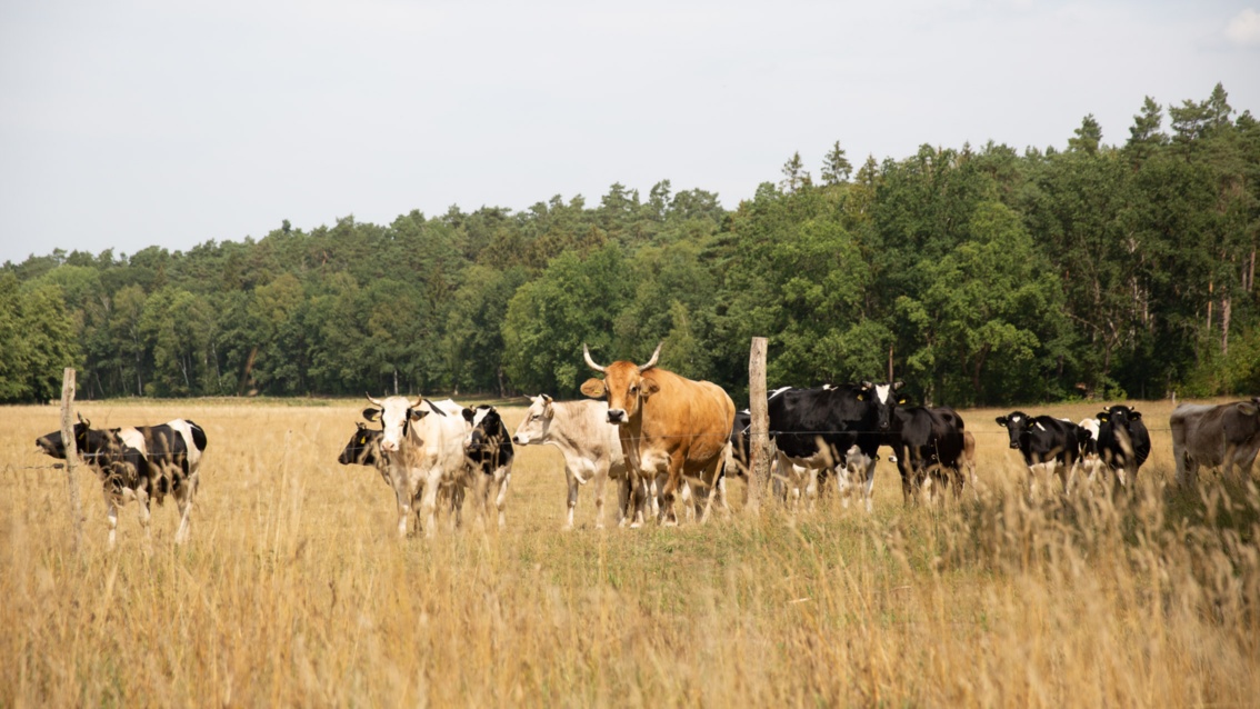 Auf einer ausgedörrten Wiese stehen gescheckte und braune Kühe – hinter der Weide befindet sich ein Wald. 