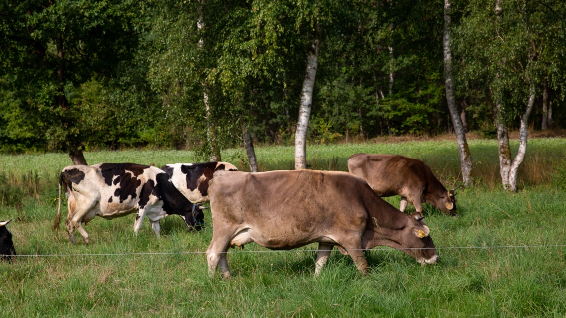 Gescheckte und braune Kühe grasen auf einer saftigen Wiese, zwischen ihnen stehen vereinzelt Birken.