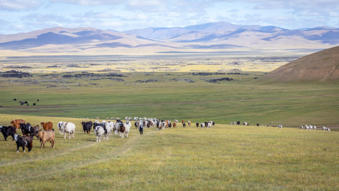 Schafe und Ziegen bewegen sich durch eine weite Grassteppe – am Horizont erstreckt sich ein Gebirgszug.