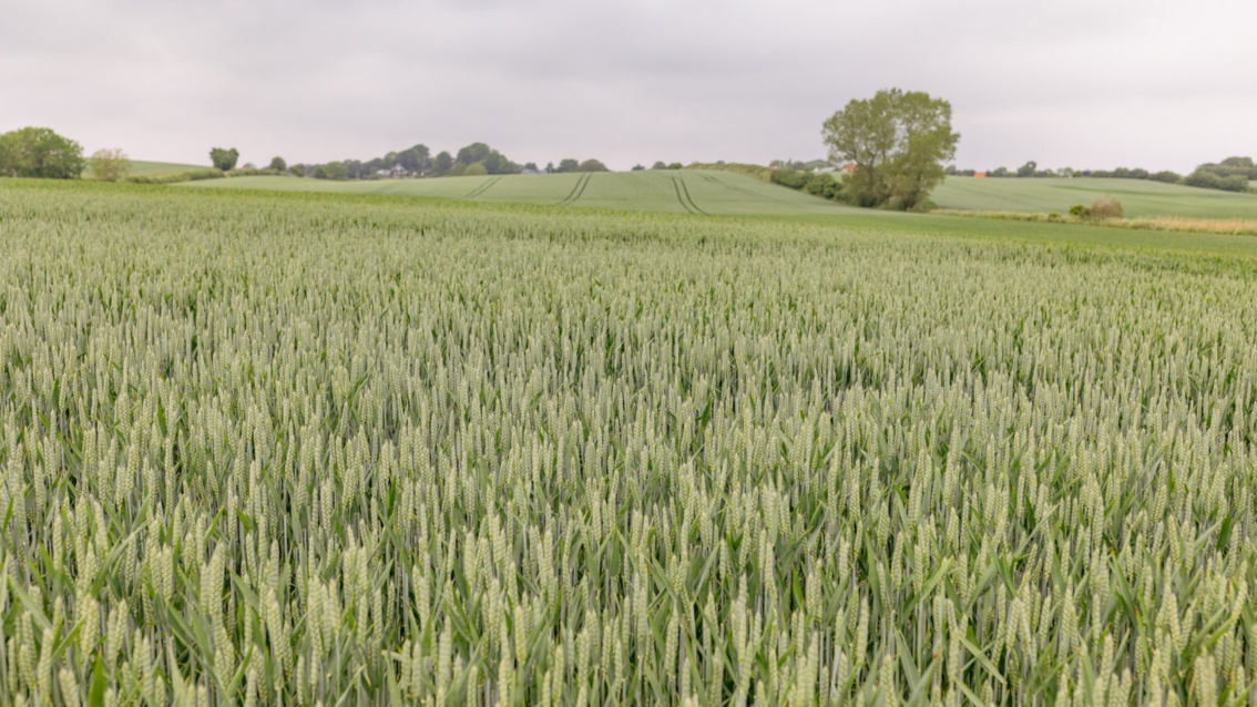 A wide wheat field in delicate shades of green stands out in contrast against the gray sky.
