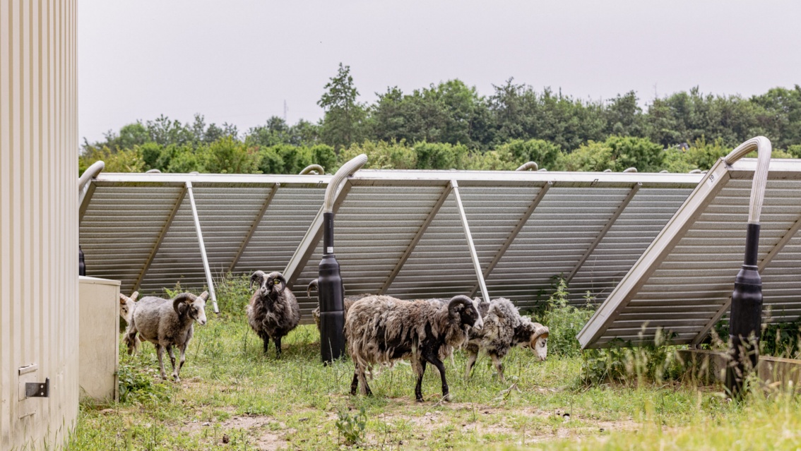 Angled solar collectors stand in a meadow, with sheep with horns and shaggy wool grazing in between.