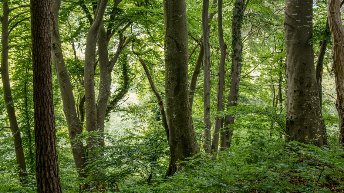 Ein dichter mitteleuropäischer Laubwald im Sommer