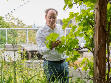 Ein Mann mittleren Alters in Hemd und Jeans steht auf einem Dach voller Pflanzen und betrachtet eine Weinrebe. 