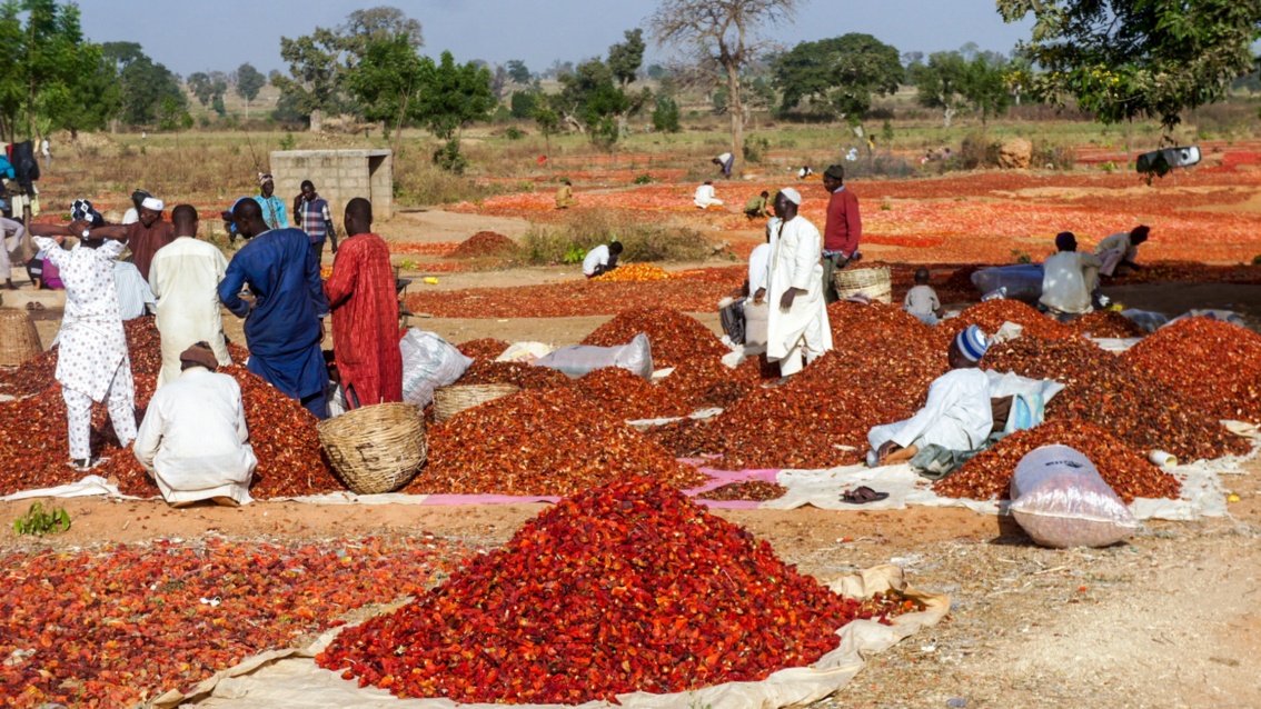 Auf einem Feld unter freiem Himmel haben Händler Tomaten und Paprika zu zahlreichen Haufen aufgeschichtet.