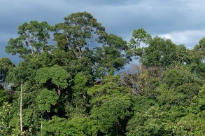 Blick auf eine Front sehr hoher Bäume in einem Regenwald, dahinter ein dunkler Wolkenhimmel.