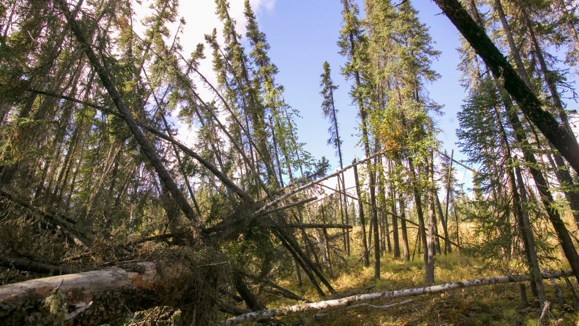 Ein Wald in Sibirien: Lärchen stehen schief nebeneinander oder sind bereits auf den grünen Waldboden gekippt.
