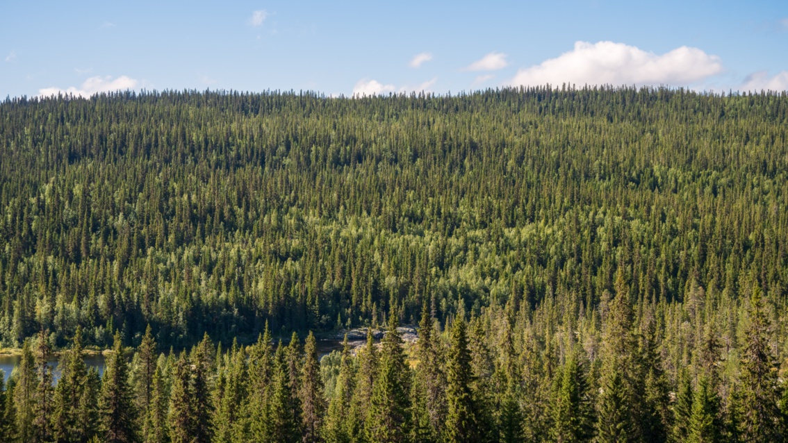 Landschaftsaufnahme: Schmale Nadelbäume soweit der Blick reicht – zwischen den Wipfeln schimmert ein Fluss durch.