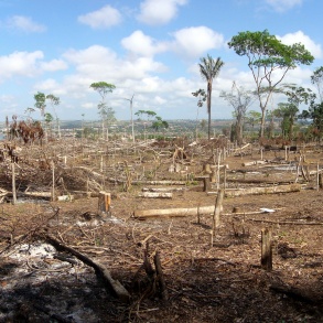 Ein zerstörter Wald: der Boden ist voller Asche, nur einige größere Bäume haben die Brandrodung überstanden.