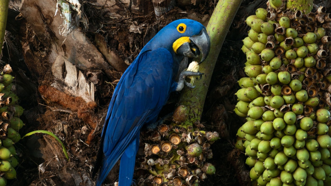 Ein Papagei mit königsblauem Gefieder sowie gelben Details an Schnabel und Augen schält und verspeist Palmenfrüchte.