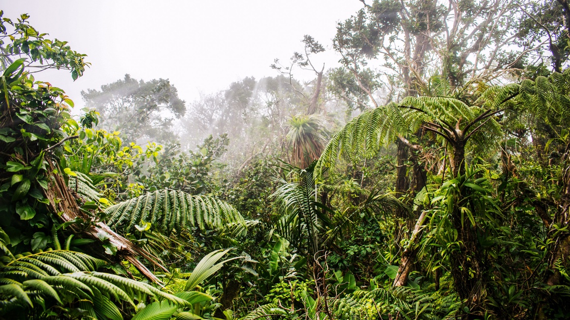 Nebel zieht über das Unterholz eines tropischen Waldes, die hohen Bäume allerdings fehlen.