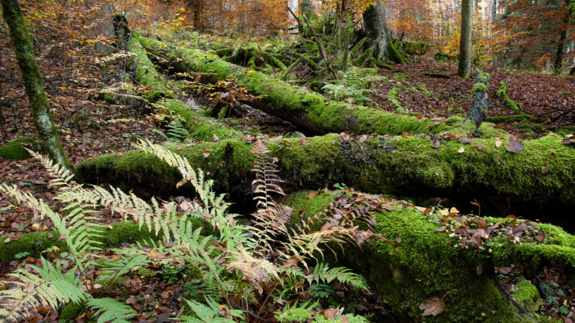 Im Wald liegende umgestürzte Bäume sind mit Moosen überwachsen.