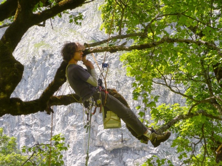 Gesichert durch Kletterseile, sitzt ein junger Mann auf dem Ast eines großen Baumes und betrachtet mit einer Lupe den Stamm.