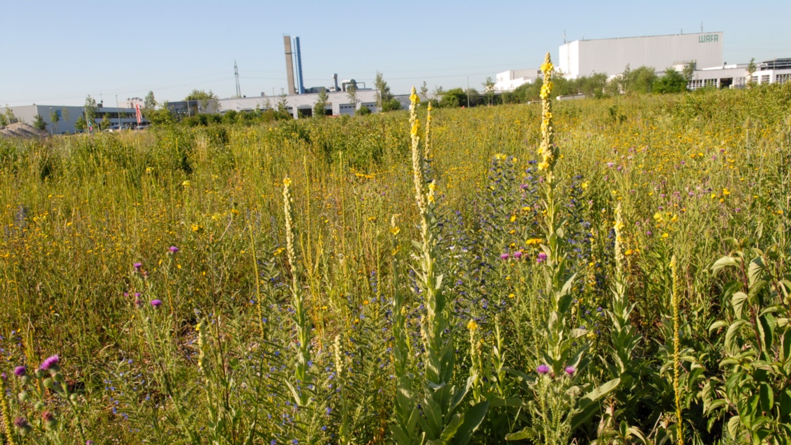 Ein mit vielen bunten Blumen blühendes Brachland in einem Industriegebiet. Im Hintergrund sind Fabrikgebäude zu sehen.