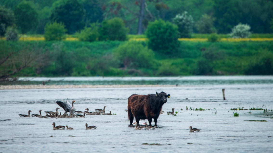 Ein Galloway-Rind und Wasservögel an einer seichten Stelle eines Flusses