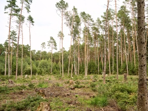 Ein Wald lichtet sich: zwischen den Nadelbäumen klaffen große Lücken, viele haben kaum noch Äste. 