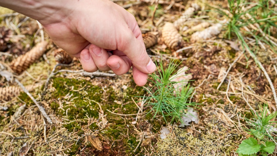 Eine Hand deutet auf einen kleinen Nadelbaum-Sprössling, der aus dem Waldboden wächst.  
