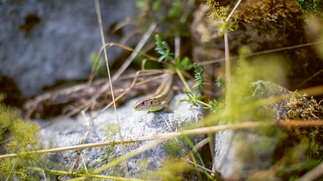 Eine Eidechse sonnt sich zwischen Gräsern und Kräutern auf einem grauen Stein. 