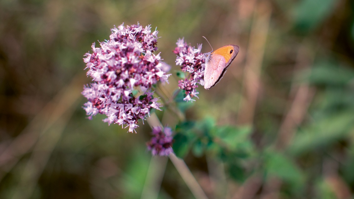 Ein Schmetterling mit schimmernden Flügeln labt sich an purpurnen Blüten.  