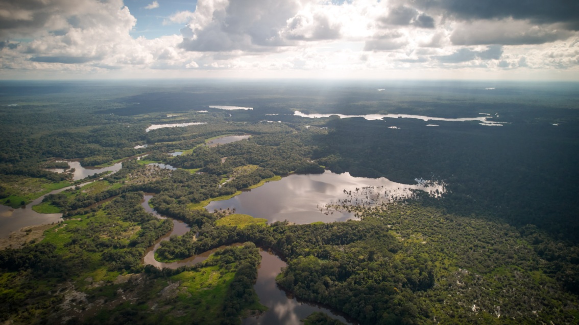 Luftaufnahme: Regenwald erstreckt sich bis zum Horizont, dazwischen reflektieren gewundene Wasserflächen das Sonnenlicht.