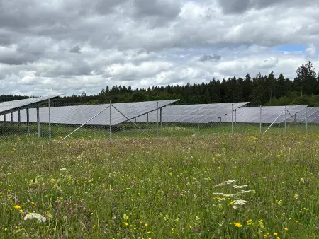 Hinter einer Blumenwiese sind dir Module des Solarparks in langen Reihen aufgestellt