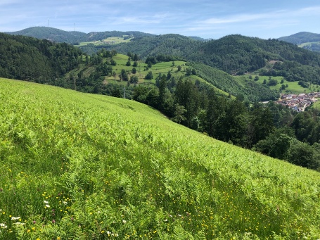 Blick in die Weite, im Vordergrund ene nach unten hin steiler werdende, farnbewachsene Wiese, im Mittelgrund ein Örtchen im Tal, im Hintergrund bewaldete Hügelketten