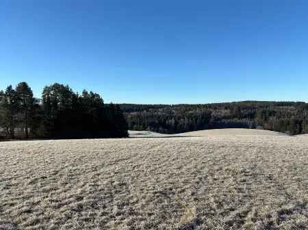 Eine mit Raureif bedeckte Wiese, teils von Wald gesäumt unter blauem Himmel