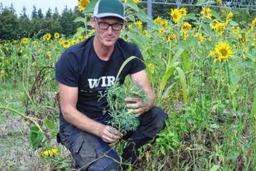 Ein Farmer kniet vor einem Sonnenblumenfeld mit trockenem Boden und hält ein Pflänzchen in der Hand