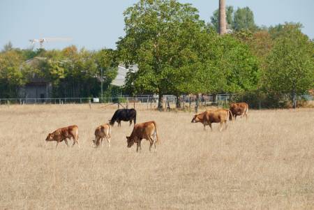 Kühe stehen auf einer ausgedorrten Weide