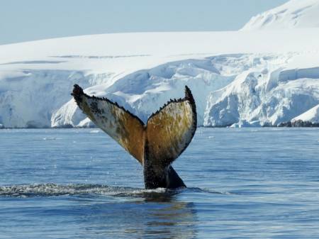 Ein Wal taucht vor arktischer Kulisse ins Meer ab.