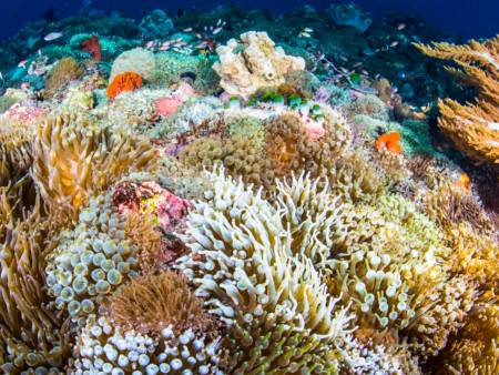 Ein gesundes Korallenriff in Indonesien