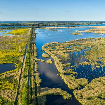 Mistkäfer dreht eine Rolle
