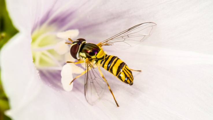Eine kleine wespenartige Schwebflüge näht sich in einer blassrosafarbenen Blüte am Nektar.