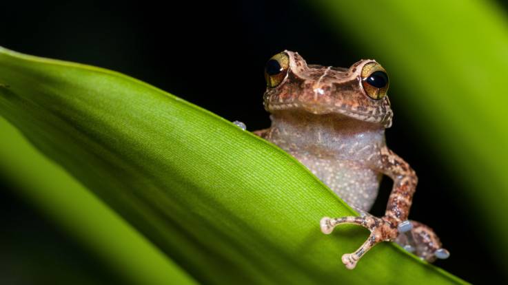 Auf einem grünen Blatt sitzt ein Frosch und schaut keck in die Kamera.