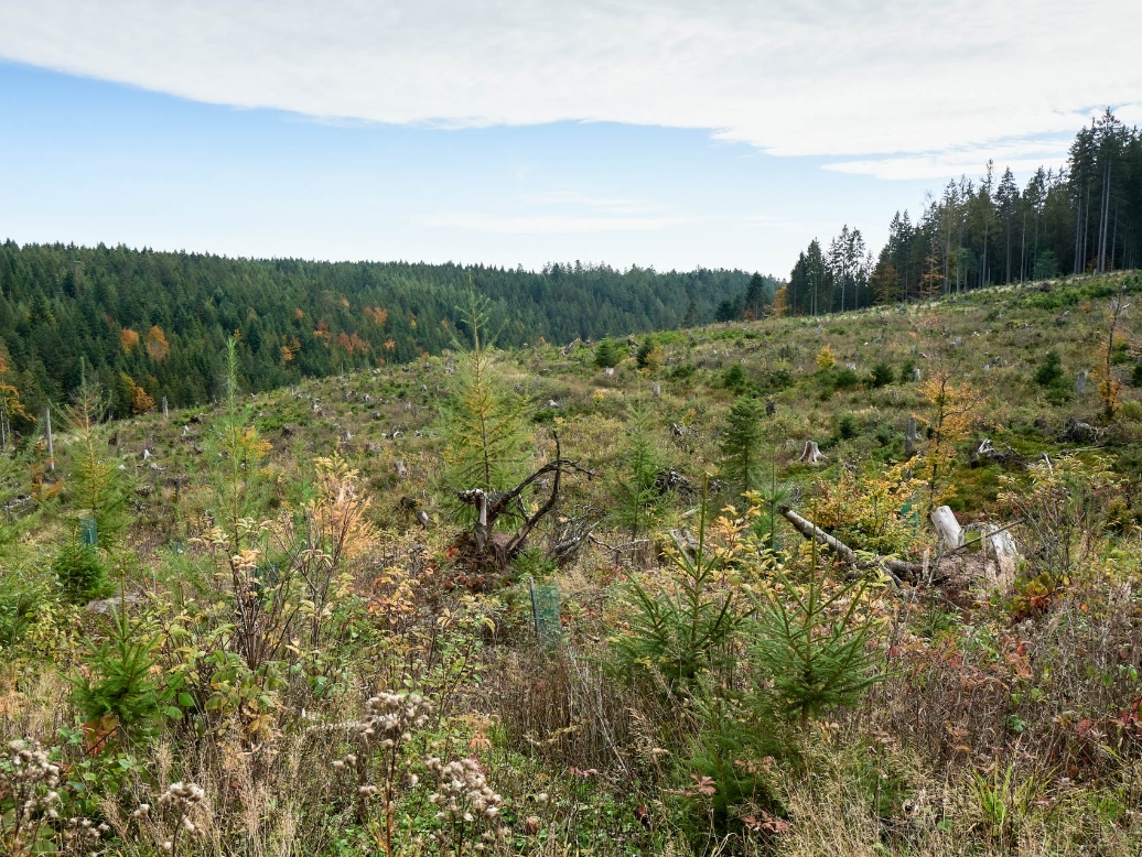 Eine hügelige Lichtung im Wald, auf der Baumstümpfe und niedriges Gestrüpp stehen.