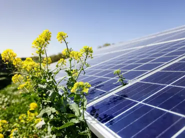 Eine Reihe PV-Module, daneben wächst eine Rapspflanze.