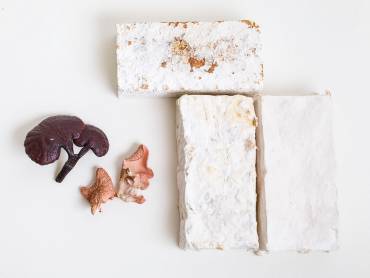 Grafisch aufgebautes Foto zeigt zwei Pilze und drei weiße «Ziegelsteine» aus Pilzmyzel.
