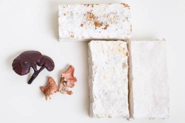 Grafisch aufgebautes Foto zeigt 2 Pilze und drei weiße «Ziegelsteine» aus Pilzmyzel.
