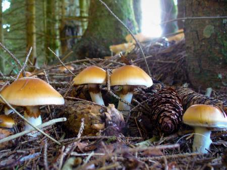 Eine Gruppe gelber Pilze am lichtdurchbrochenen Waldboden.