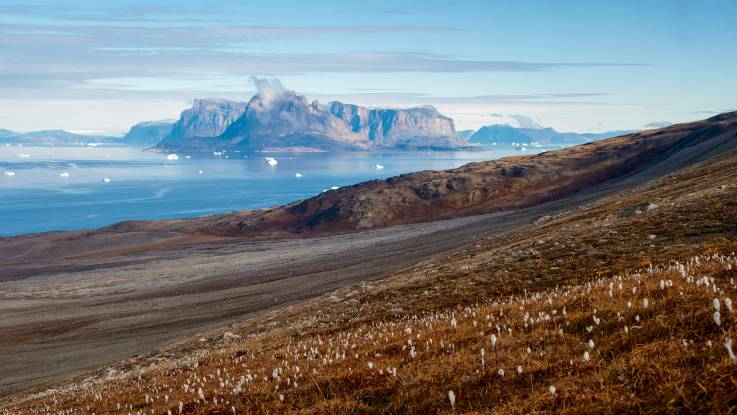 Blick entlang eines braunen hanges bewachsen mit Pusteblumen hinaus auf das Meer und nahegelegene große Inseln.