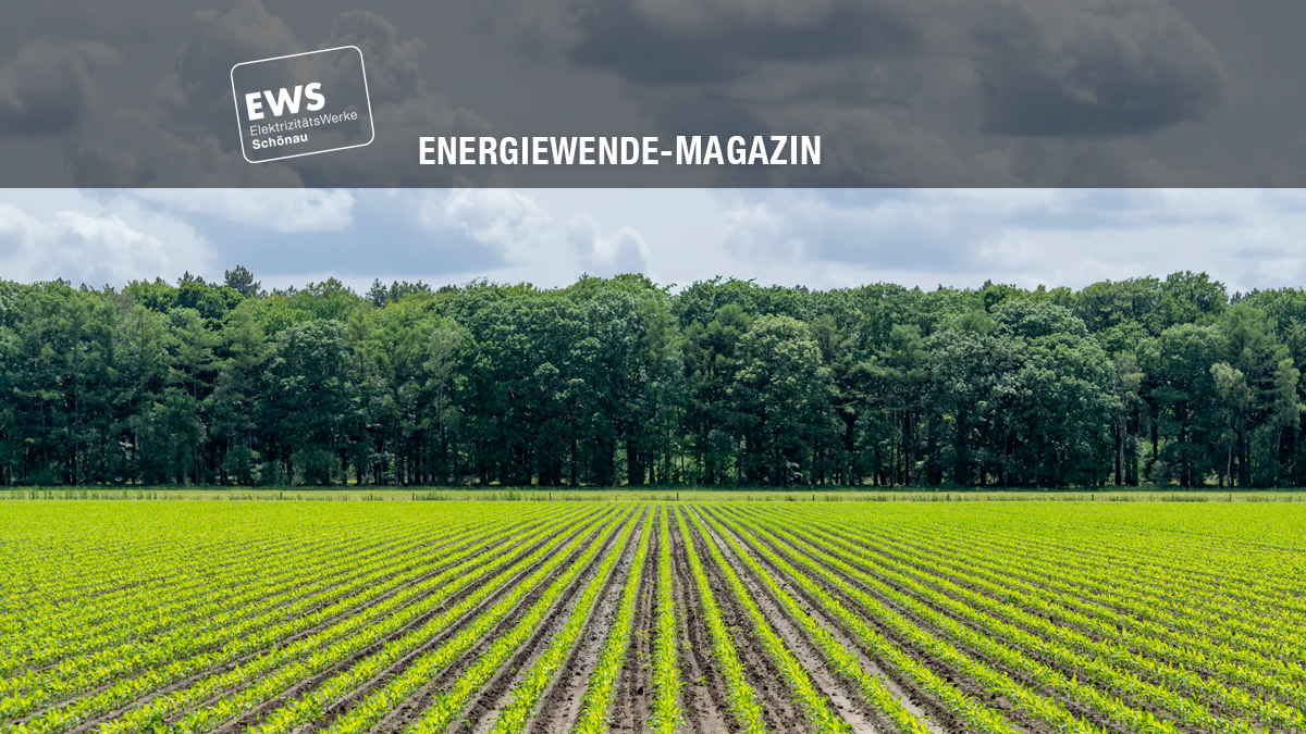 vinasse dünger wurzelwerk Vinasse – organischer Volldünger für Gemüse & Kräuter main image 0