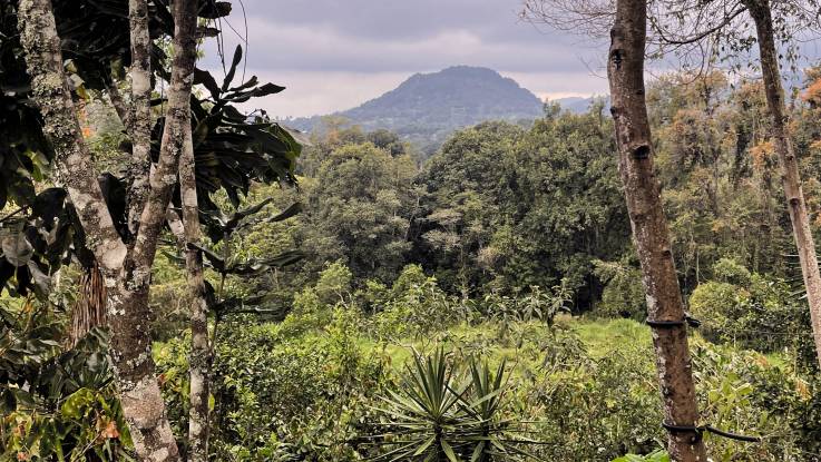 Wald, soweit das Auge reicht: zwischen Baumwipfeln schiebt sich ein Berg empor, der ebenfalls üppig bewachsen ist.