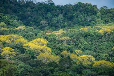 Blick von oben auf einen Teppich sehr dichter Baumwipfel.